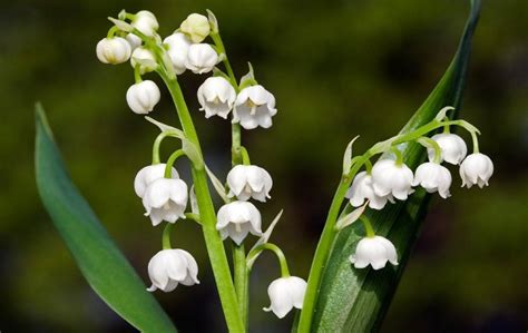 lily of the valley smell.